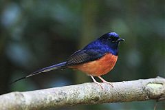 White-rumped Shama